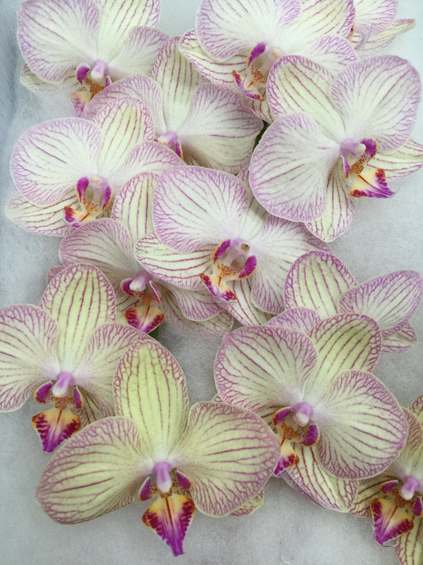 Phalaenopsis Orchids Cut Stems - Natural Varieties N/A (16)