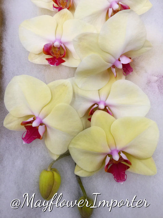 Phalaenopsis Orchids Cut Stems - Natural Varieties N/A (17)