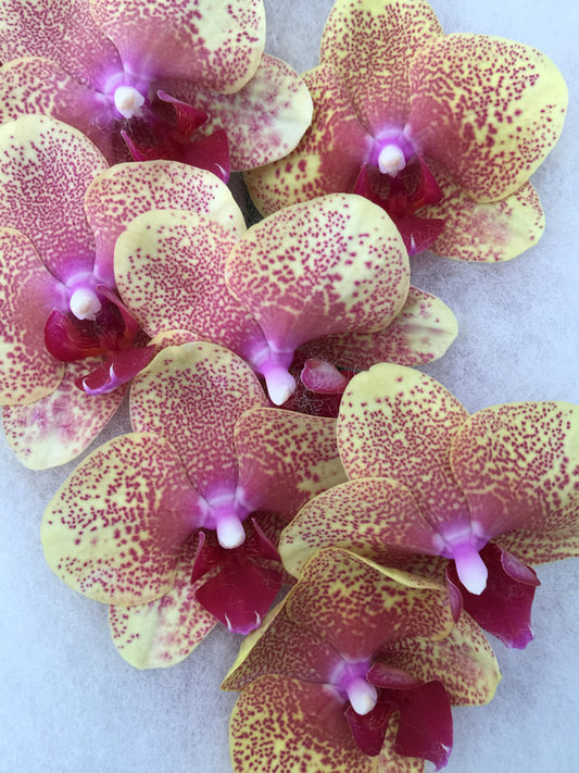 Phalaenopsis Orchids Cut Stems - Natural Varieties N/A (18)
