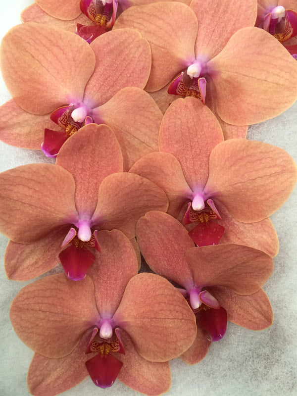 Phalaenopsis Orchids Cut Stems - Natural Varieties Natural Orange