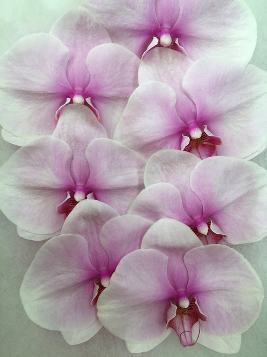 Phalaenopsis Orchids Cut Stems - Natural Varieties N/A (19)