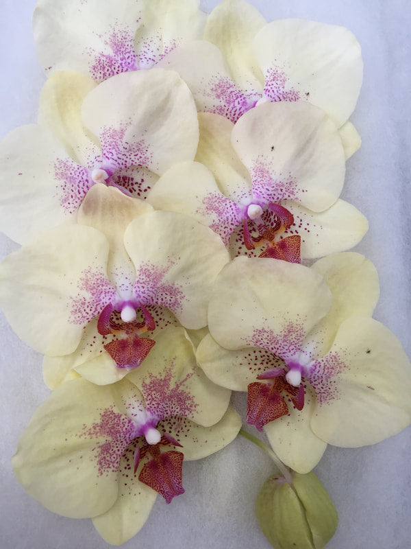 Phalaenopsis Orchids Cut Stems - Natural Varieties N/A (20)