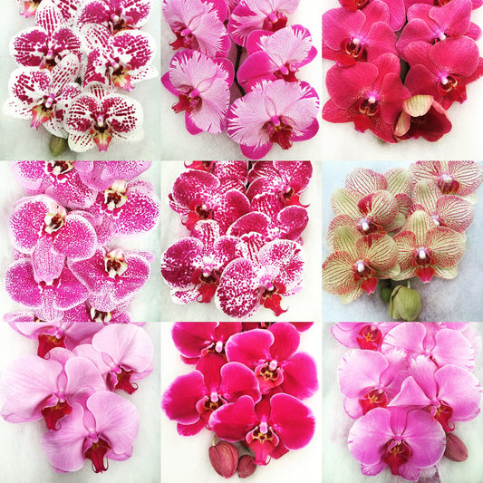 Phalaenopsis Orchids Cut Stems - Natural Varieties N/A (22)