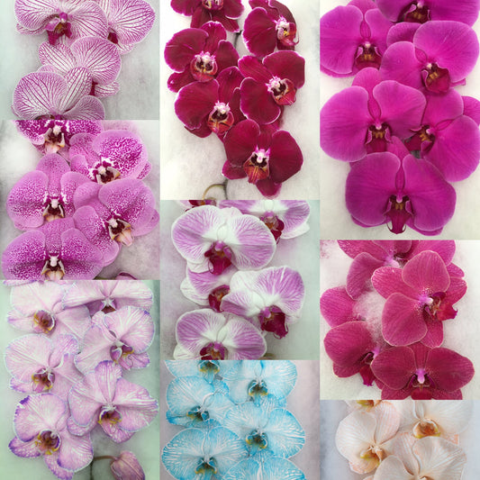 Phalaenopsis Orchids Cut Stems - Natural Varieties