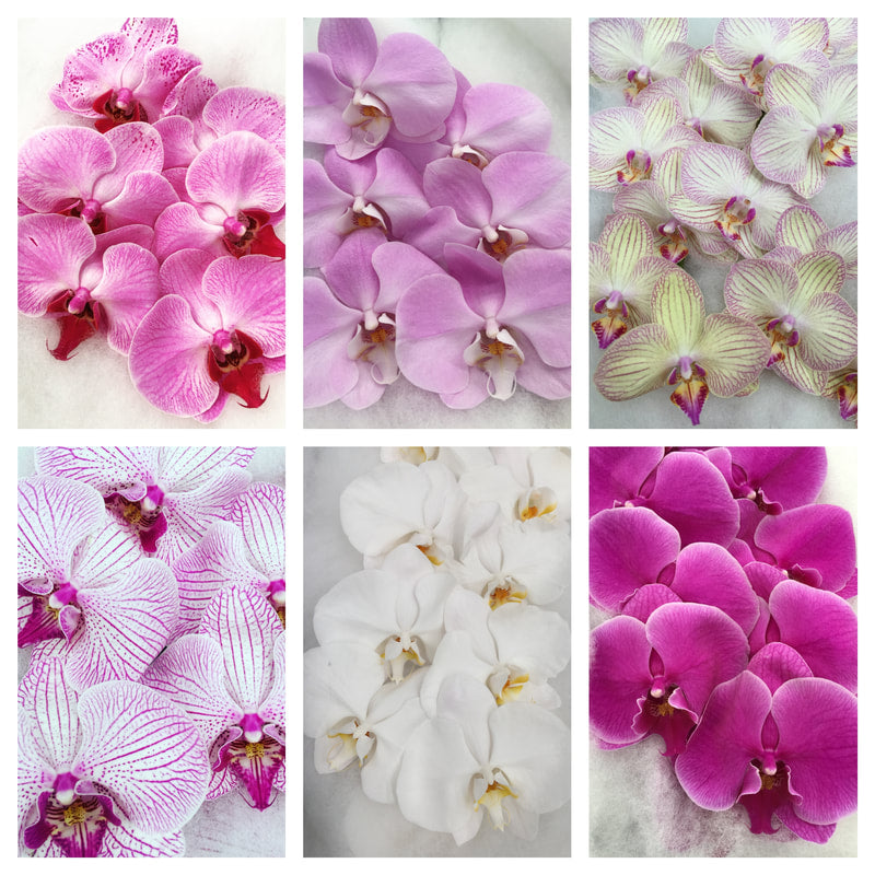 Phalaenopsis Orchids Cut Stems - Natural Varieties N/A (26)