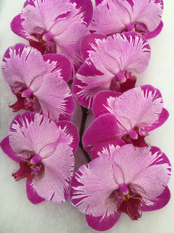 Phalaenopsis Orchids Cut Stems - Natural Varieties Rainbow