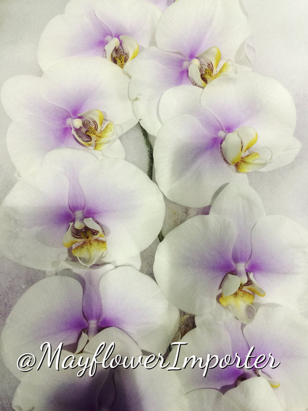 Phalaenopsis Orchids Cut Stems - Natural Varieties N/A (30)