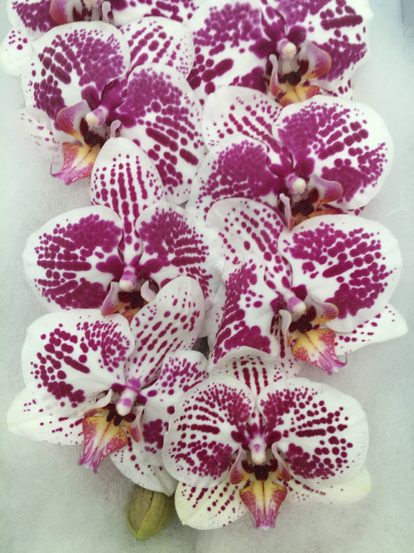 Phalaenopsis Orchids Cut Stems - Natural Varieties N/A (32)