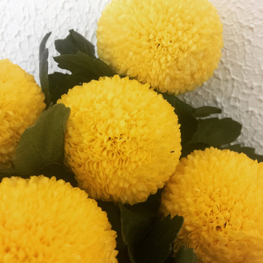 Chrysanthemums Ping Pong - Yellow (natural)