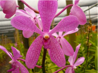 Singapore Orchids Aranda Orchids - TAY SWEE ENG (TSE)