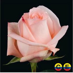 South American Roses - Engagement