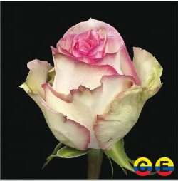 South American Roses - Esperance