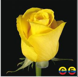 South American Roses - High Yellow Magic