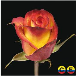 South American Roses - High and Magic