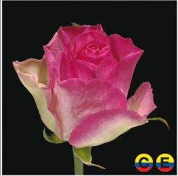 South American Roses - Malibu