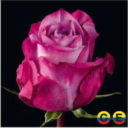 South American Roses - Mood Blues