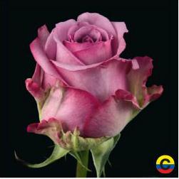 South American Roses - NA (1)