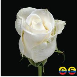 South American Roses - NA(2)