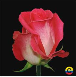 South American Roses - NA (3)