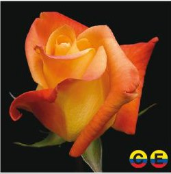 South American Roses - NA (4)