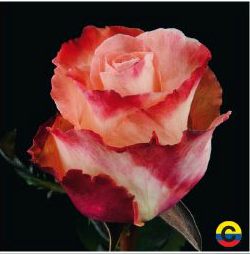 South American Roses - Peach Aubade