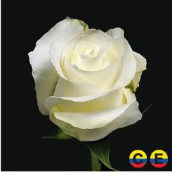 South American Roses - Proud