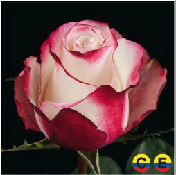 South American Roses - Sweetness