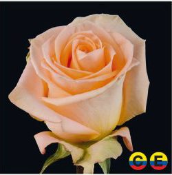 South American Roses - Tiffany