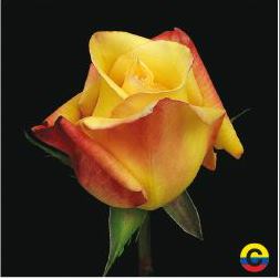 South American Roses - Tressor 2000
