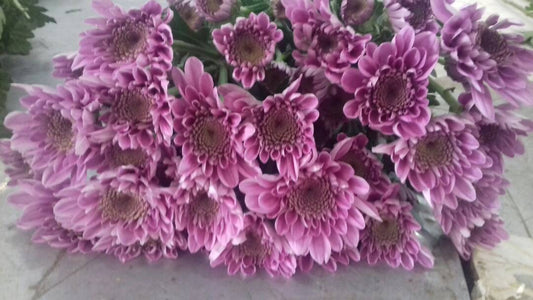 Spray Chrysanthemums - Belicia