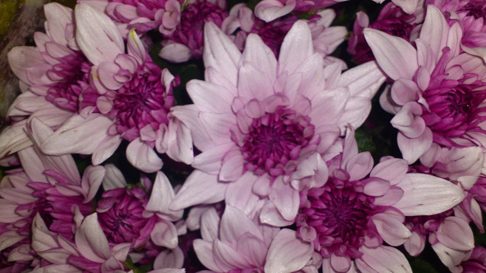 Spray Chrysanthemums - Dante Pink