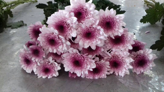 Spray Chrysanthemums - Dante Pink