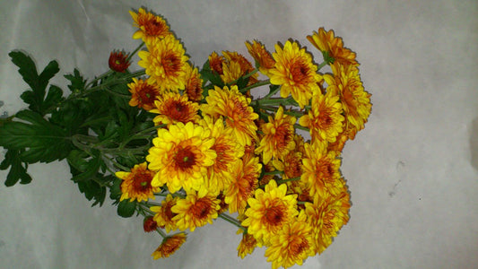 Spray Chrysanthemums - Deliflame