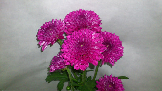 Spray Chrysanthemums - Lollipop Purple