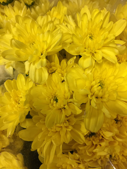 Spray Chrysanthemums - N/A (14)