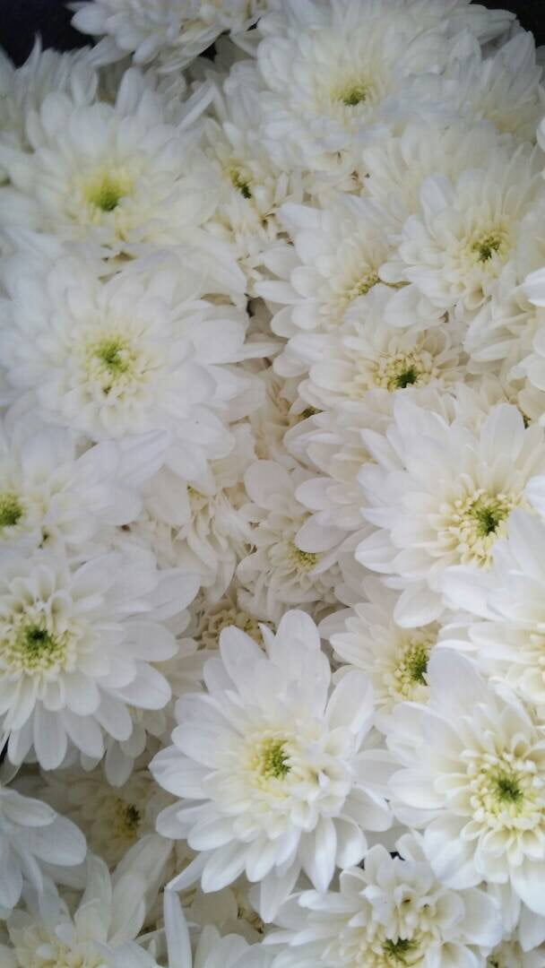Spray Chrysanthemums - N/A (4)