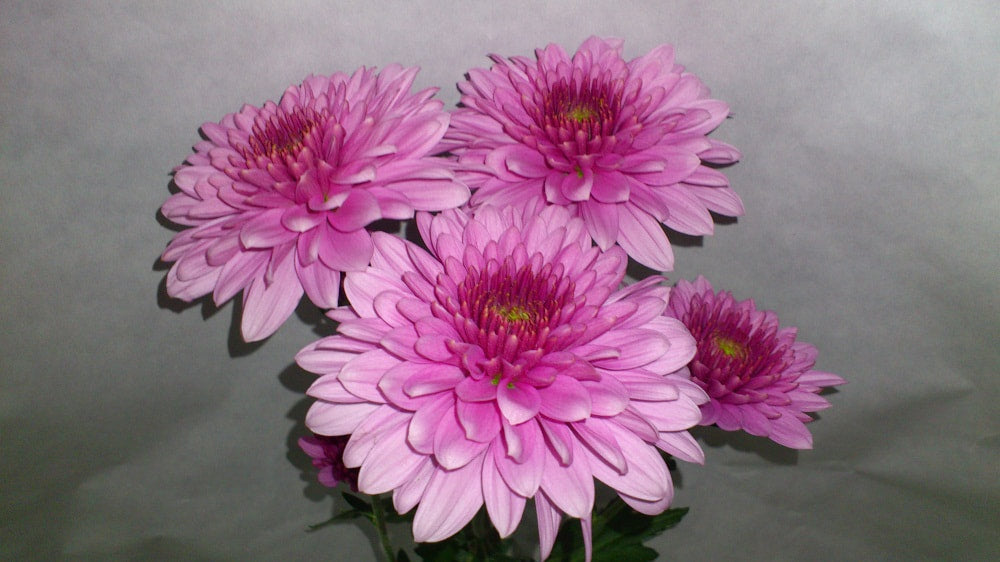 Spray Chrysanthemums - Safin Pink
