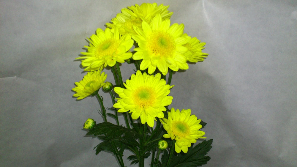Spray Chrysanthemums - Tedeo Yellow