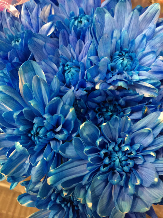 Spray Chrysanthemums - Zembla White Dyed Blue