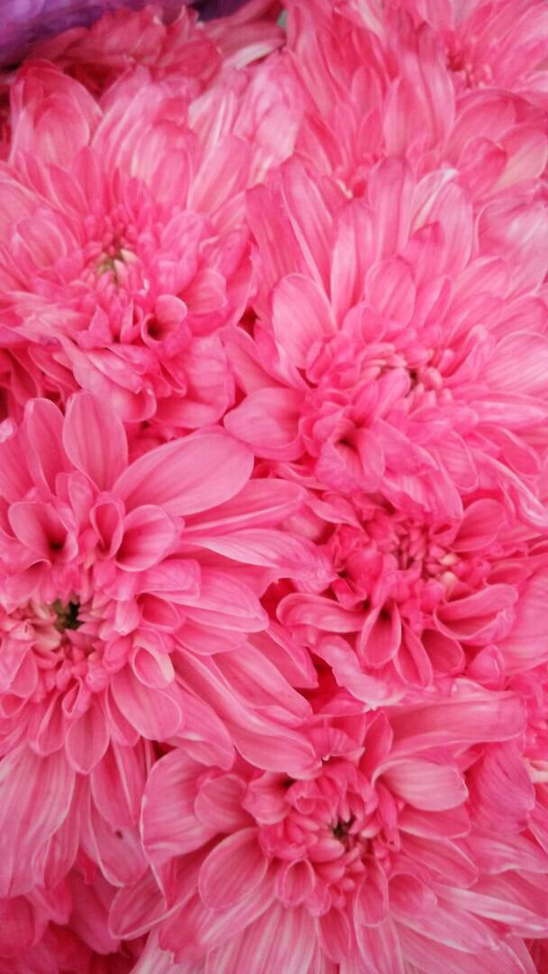 Spray Chrysanthemums - Zembla White Dyed Hot Pink