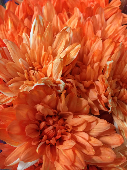 Spray Chrysanthemums - Zembla White Dyed Orange