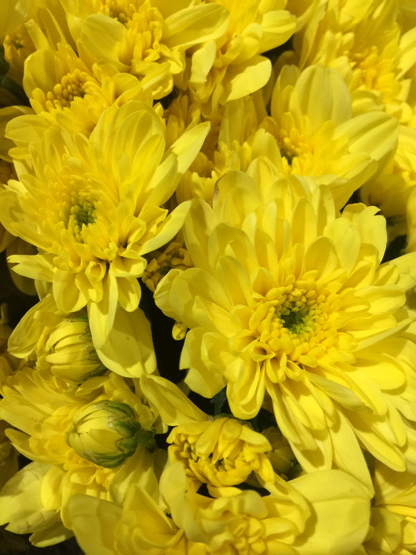 Spray Chrysanthemums - Zembla Yellow
