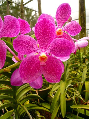 Singapore Orchids Vanda Orchids - Fuchsia