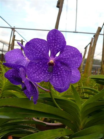 Singapore Orchids Vanda Orchids - New Blue