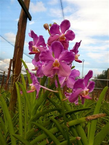 Singapore Orchids Vanda Orchids - Pink