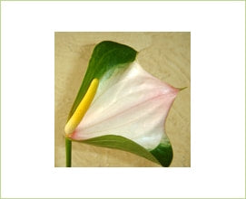 Anthuriums - BUTTERFLY