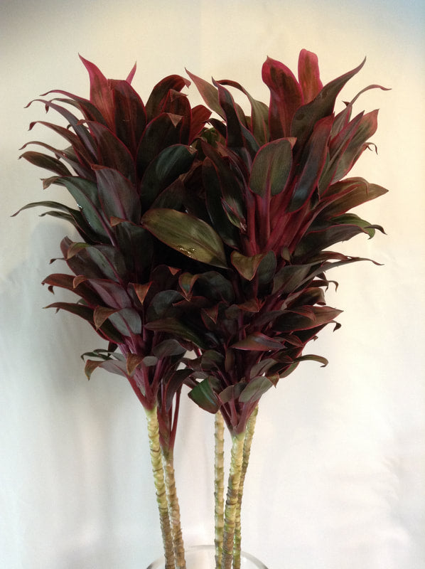 CORDYLINE TOPS -PINK COMPACTOR TOP - 5 STEM BUNCHES
