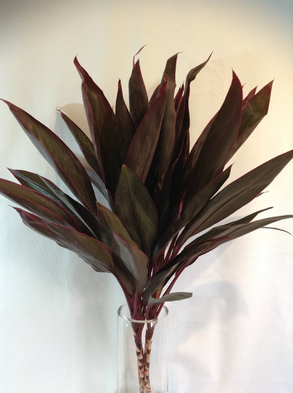 CORDYLINE TOPS - RED TOP - 5 STEM BUNCHES