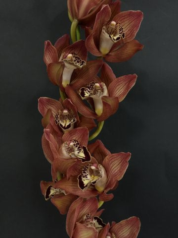 Cymbidium Orchids Standard Cymbidiums - CLAUDE PEPPER