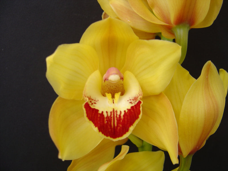 Cymbidium Orchids Standard Cymbidiums - JUDITHS GOLD
